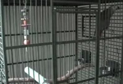 Paul the Parrot Sings
